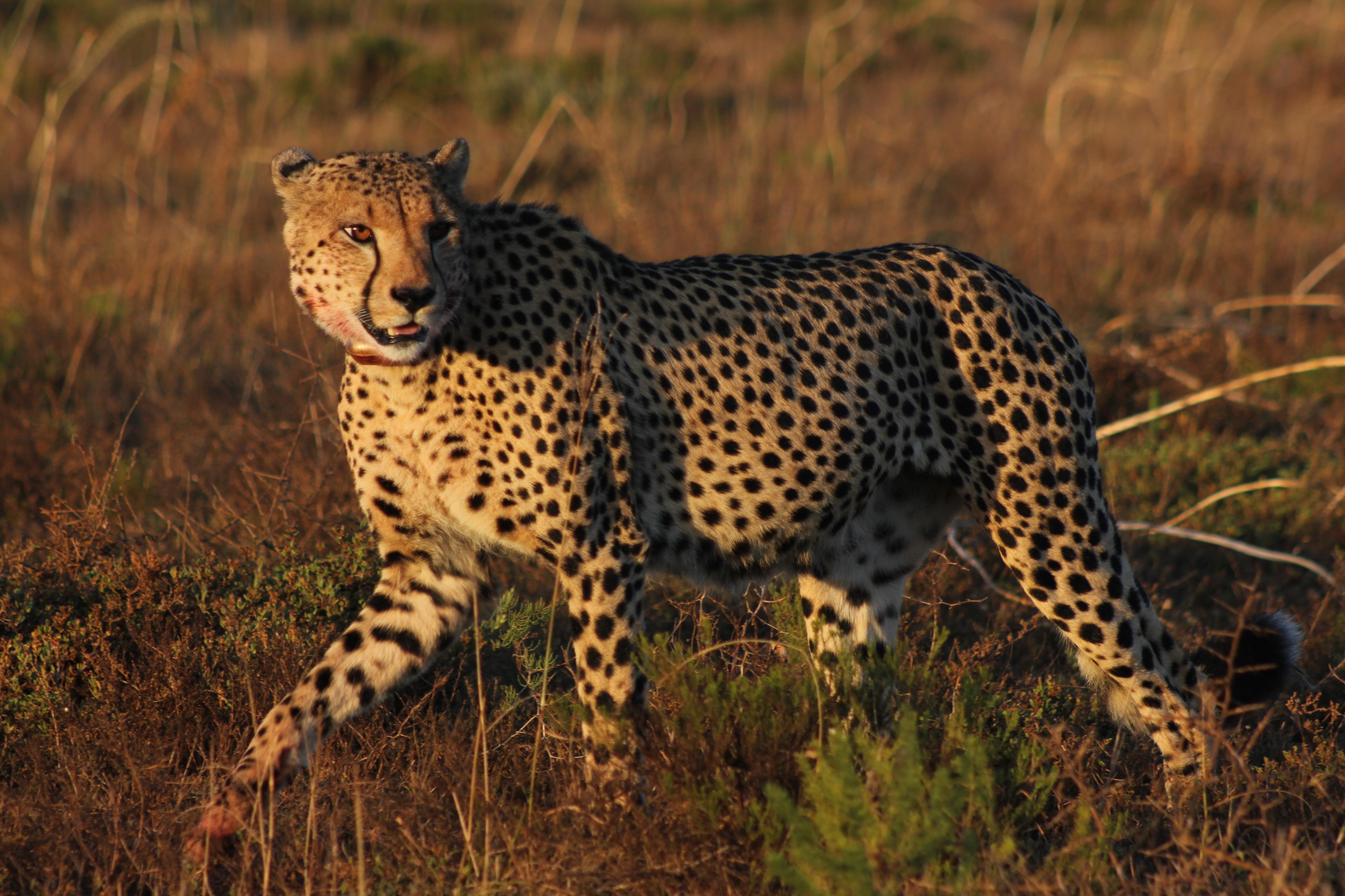 Hlosi Game Lodge - Amakhala Game Reserve Buyskloof Экстерьер фото