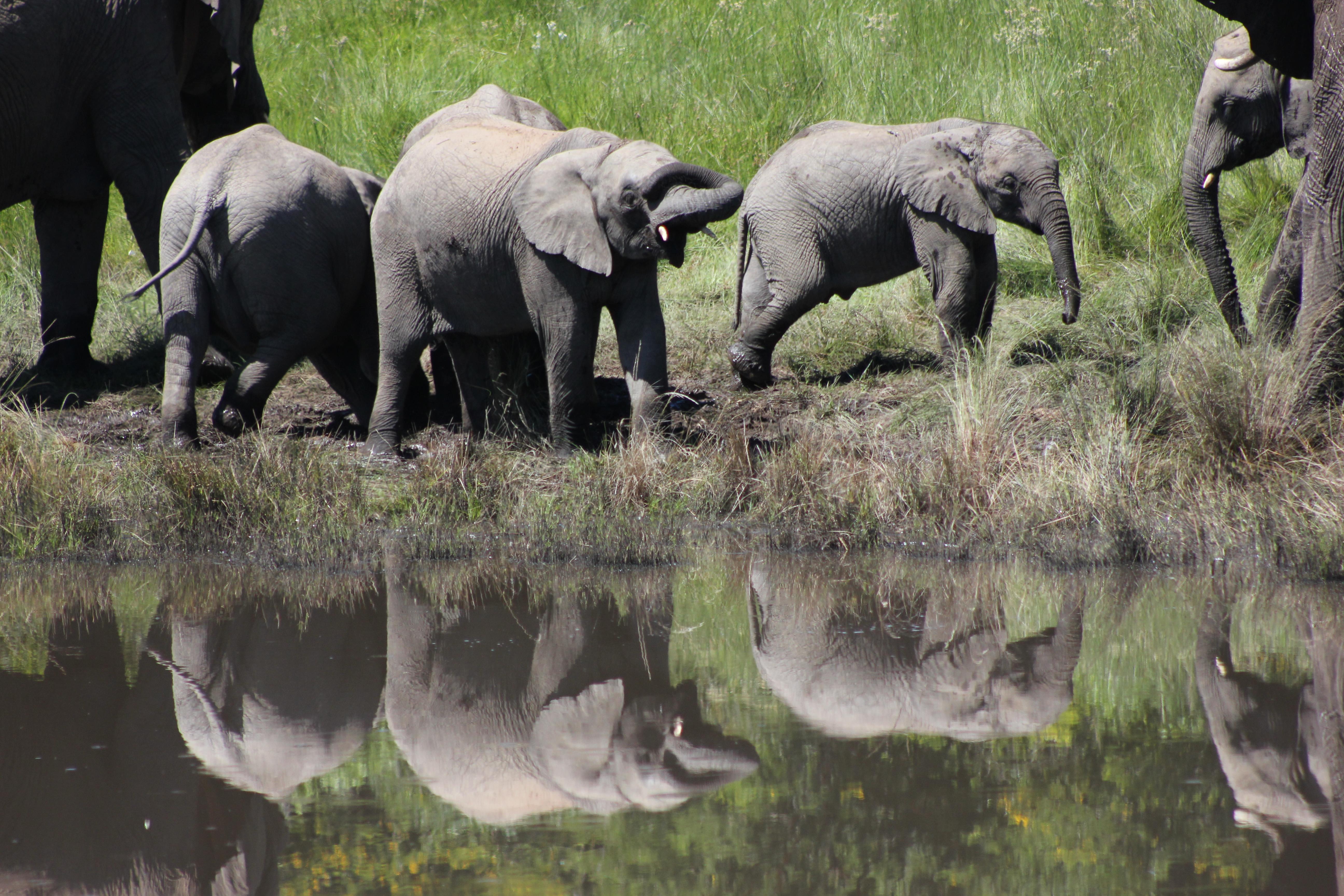 Hlosi Game Lodge - Amakhala Game Reserve Buyskloof Экстерьер фото