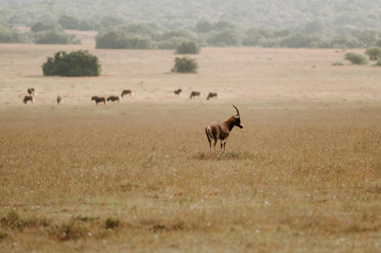 Hlosi Game Lodge - Amakhala Game Reserve Buyskloof Экстерьер фото