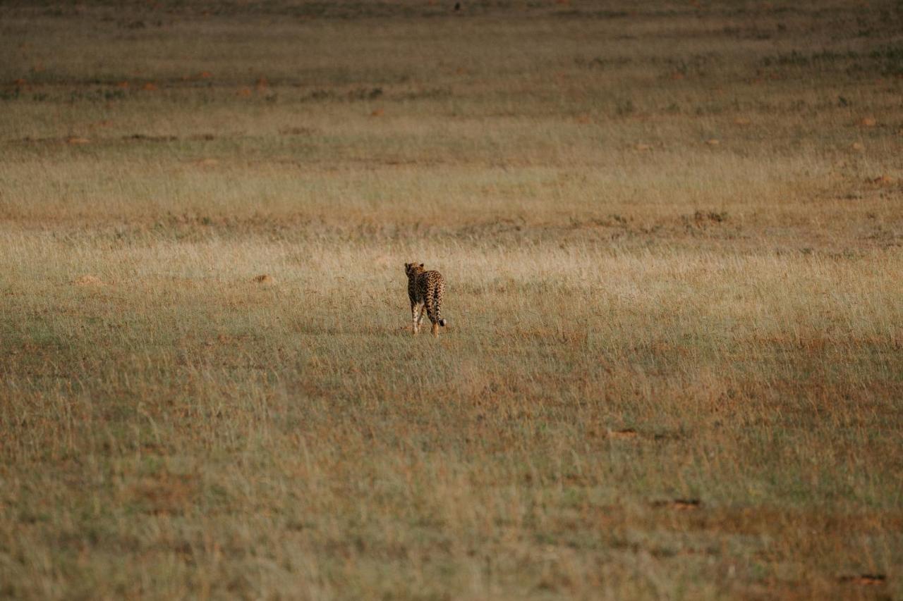 Hlosi Game Lodge - Amakhala Game Reserve Buyskloof Экстерьер фото