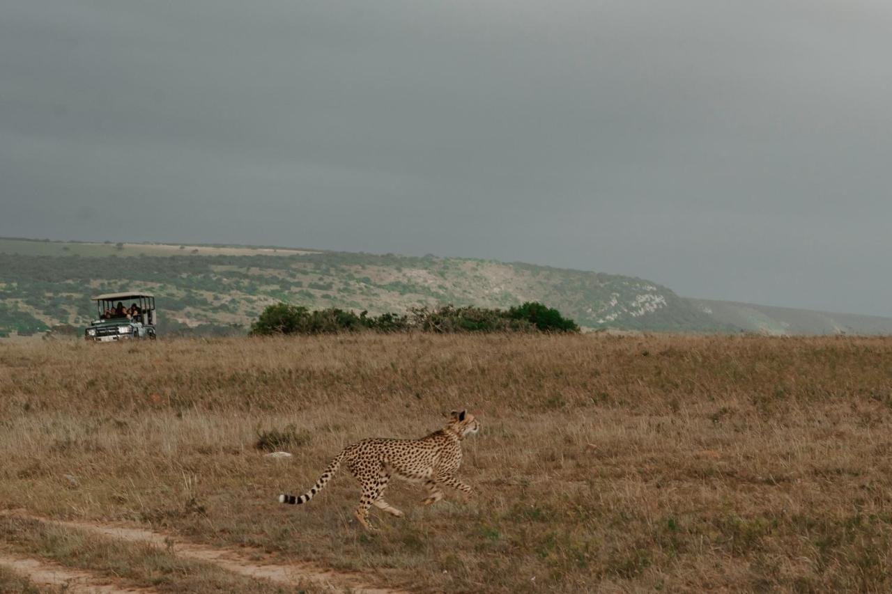 Hlosi Game Lodge - Amakhala Game Reserve Buyskloof Экстерьер фото