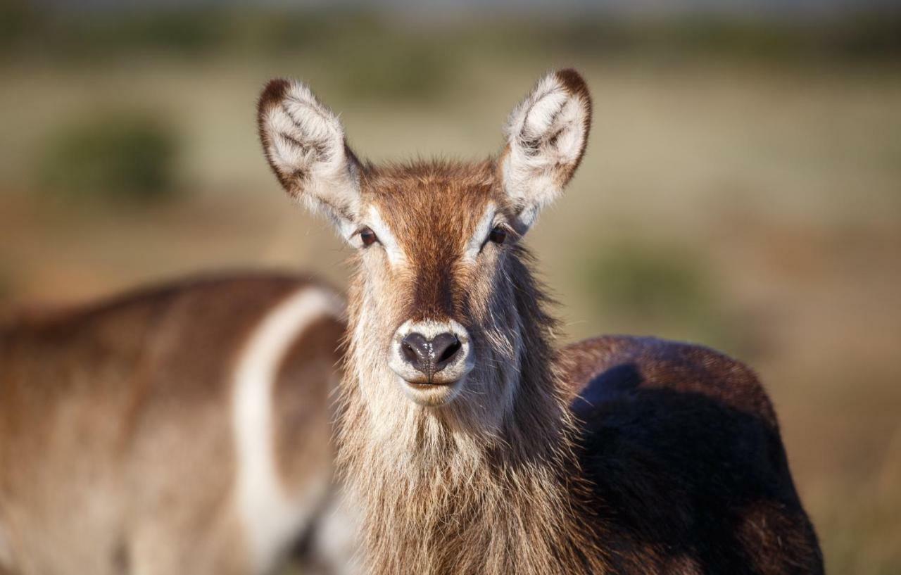 Hlosi Game Lodge - Amakhala Game Reserve Buyskloof Экстерьер фото